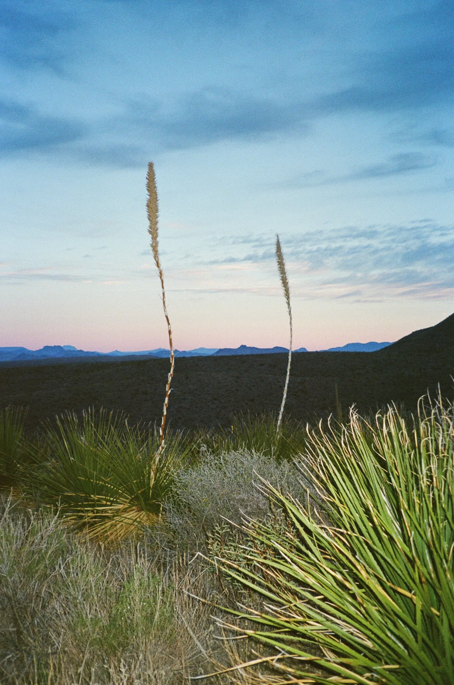 Big Bend photo 6