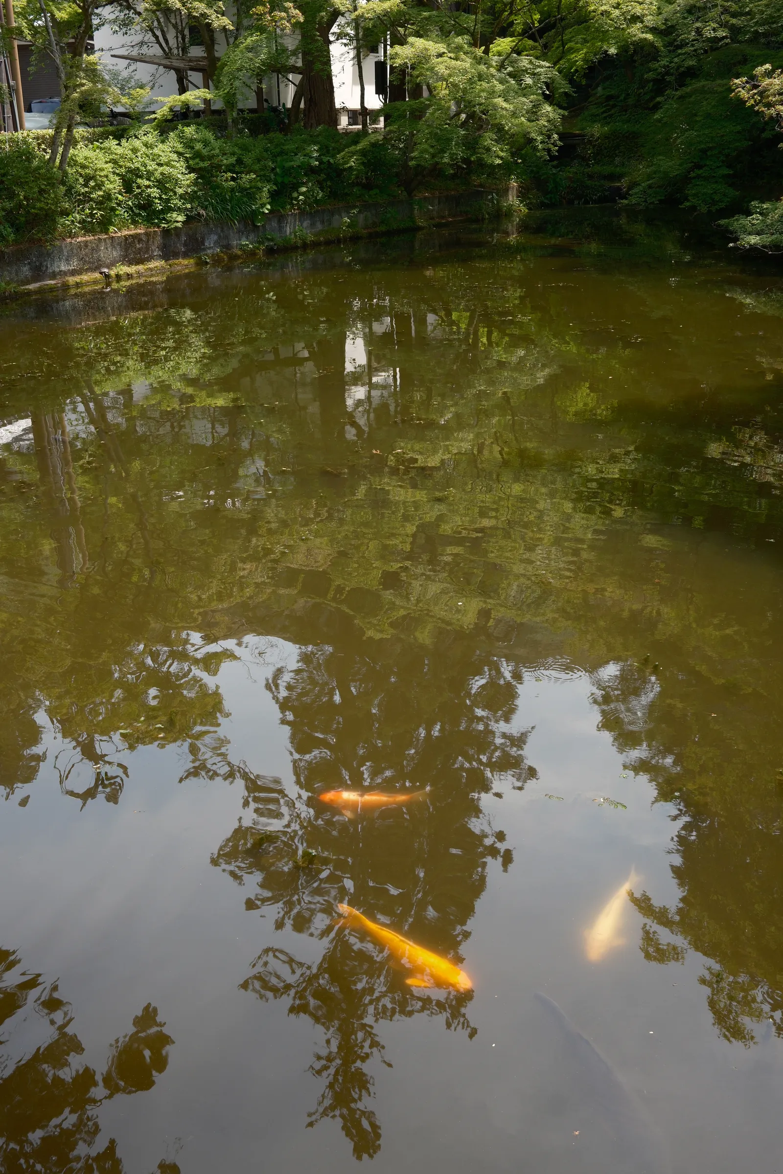 Kyoto photo 1