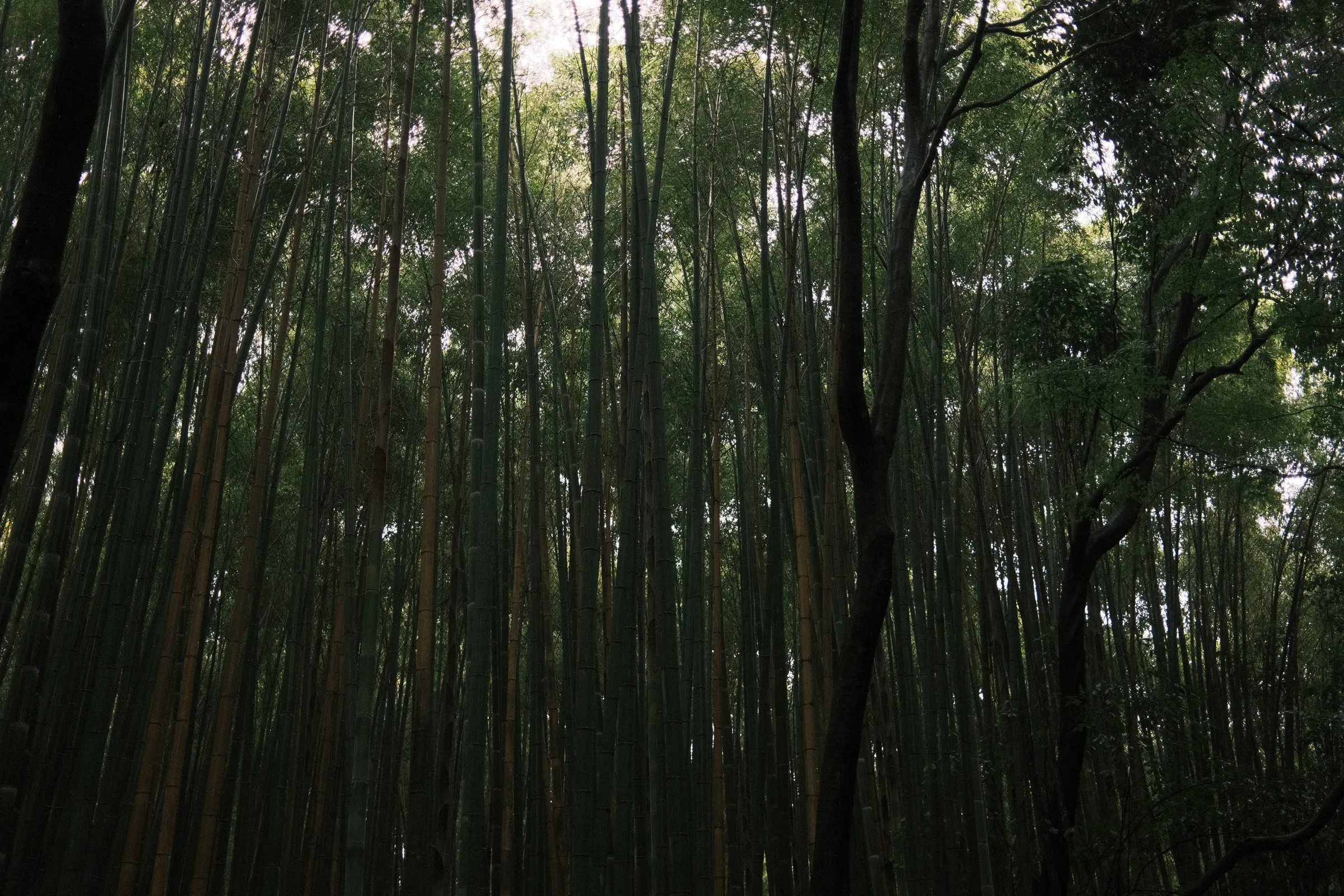 Kyoto photo 3