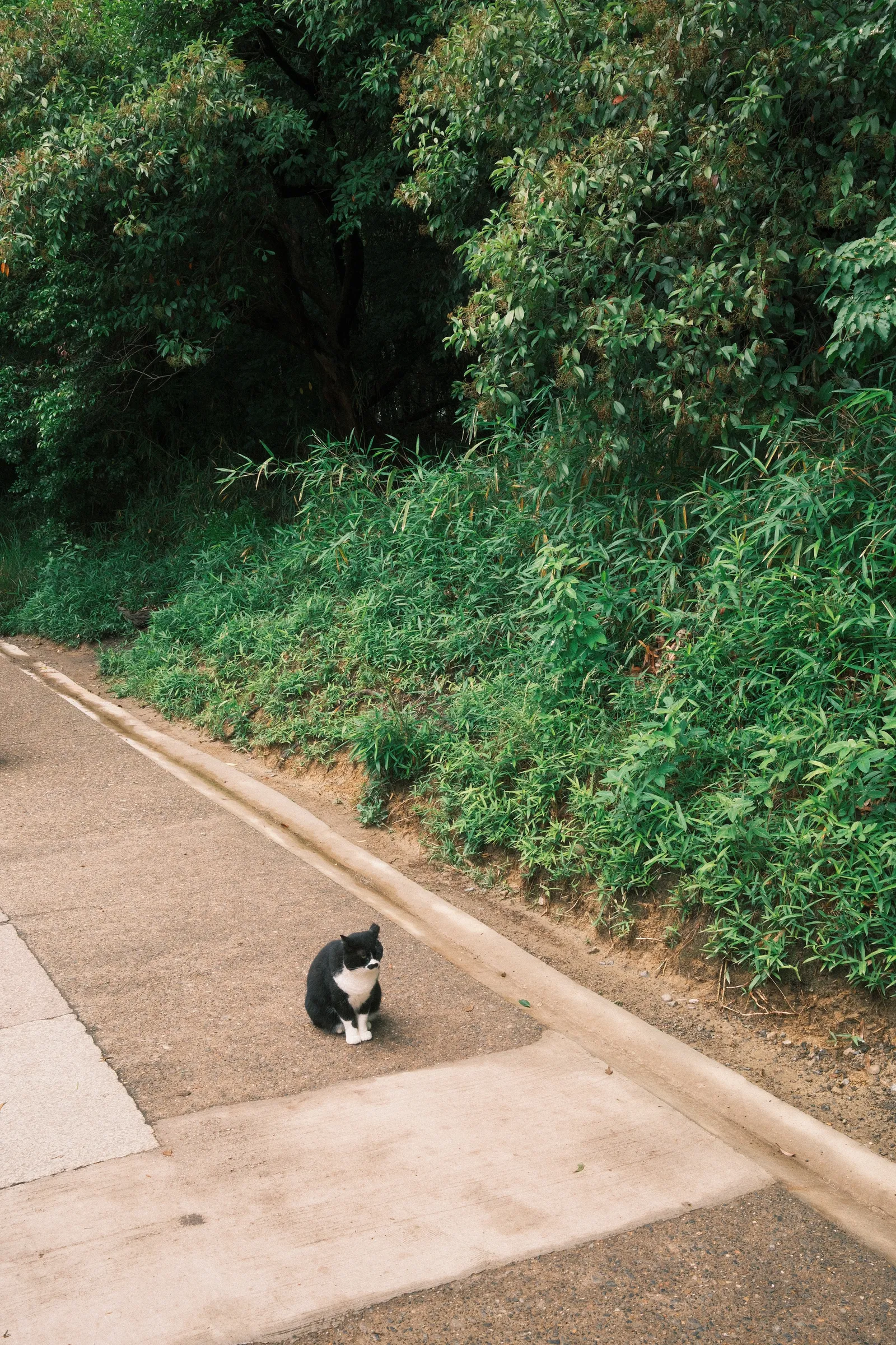 Kyoto photo 6